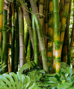 Cọc tre theo yêu cầu